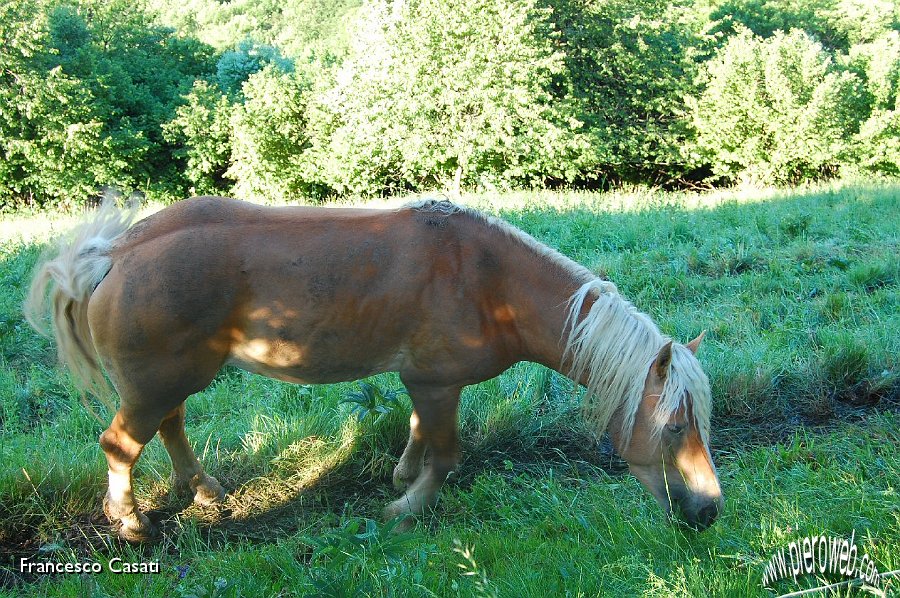 02 Cavallino al pascolo.jpg